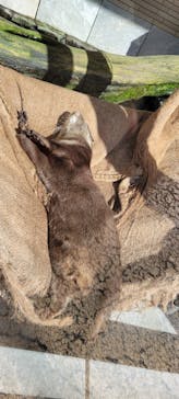 下田海中水族館に投稿された画像（2022/11/11）