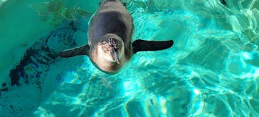 下田海中水族館に投稿された画像（2022/11/11）