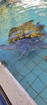 下田海中水族館に投稿された画像（2022/11/11）