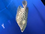 アクアワールド茨城県大洗水族館に投稿された画像（2022/11/12）