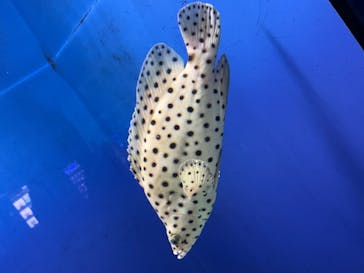 アクアワールド茨城県大洗水族館に投稿された画像（2022/11/12）