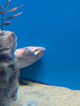 アクアワールド茨城県大洗水族館に投稿された画像（2022/11/12）