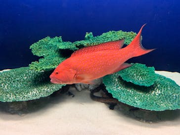 アクアワールド茨城県大洗水族館に投稿された画像（2022/11/12）