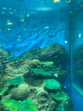 アクアワールド茨城県大洗水族館に投稿された画像（2022/11/12）