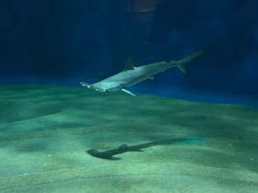 アクアワールド茨城県大洗水族館に投稿された画像（2022/11/12）