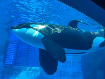 名古屋港水族館に投稿された画像（2022/11/12）
