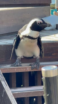 名古屋港水族館に投稿された画像（2022/11/12）