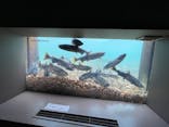 サケのふるさと 千歳水族館に投稿された画像（2022/11/12）
