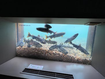 サケのふるさと 千歳水族館に投稿された画像（2022/11/12）