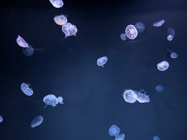 サンシャイン水族館に投稿された画像（2022/11/12）