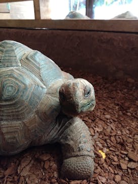 体感型動物園iZooに投稿された画像（2022/11/12）