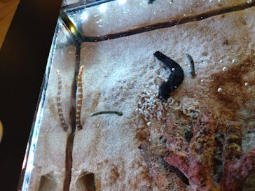 ゼロ距離水族館 伊勢シーパラダイスに投稿された画像（2022/11/12）