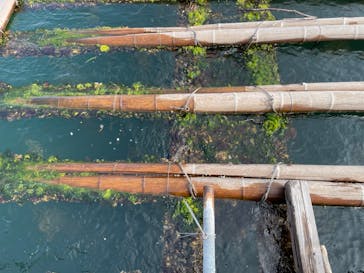 島田水産　かき小屋に投稿された画像（2022/11/12）