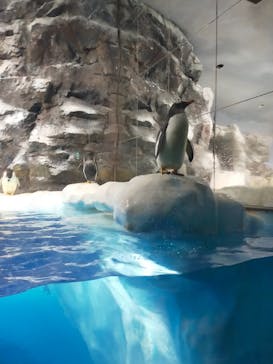 名古屋港水族館に投稿された画像（2022/11/12）