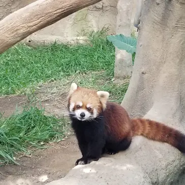 神戸どうぶつ王国に投稿された画像（2022/11/12）