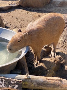 伊豆シャボテン動物公園に投稿された画像（2022/11/12）
