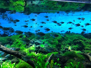 カワスイ 川崎⽔族館に投稿された画像（2022/11/12）