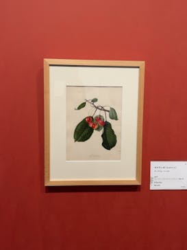 おいしいボタニカル・アート　食を彩る植物のものがたり(SOMPO美術館)に投稿された画像（2022/11/12）