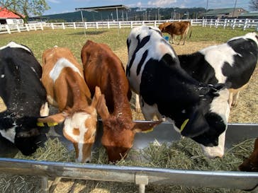 マザー牧場に投稿された画像（2022/11/12）