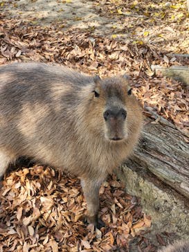 群馬サファリパークに投稿された画像（2022/11/12）