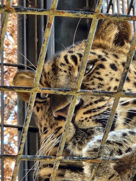 群馬サファリパークに投稿された画像（2022/11/12）