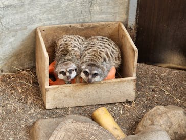 群馬サファリパークに投稿された画像（2022/11/12）