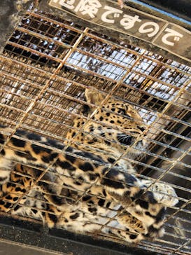 群馬サファリパークに投稿された画像（2022/11/12）