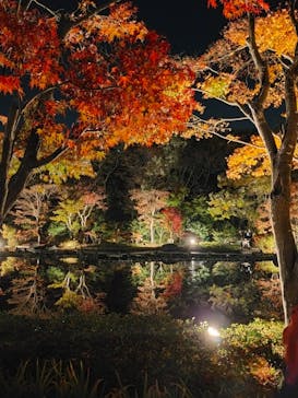 国営昭和記念公園 秋の夜散歩に投稿された画像（2022/11/12）