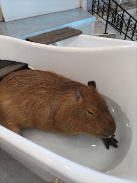 アニタッチみなとみらいに投稿された画像（2022/11/12）