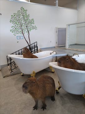 アニタッチみなとみらいに投稿された画像（2022/11/12）