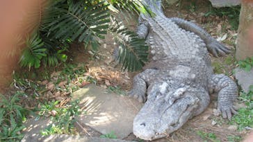 熱川バナナワニ園に投稿された画像（2022/11/12）
