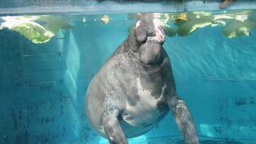 熱川バナナワニ園に投稿された画像（2022/11/12）