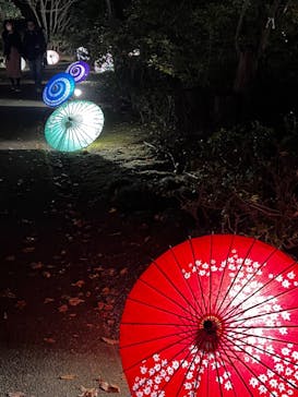 国営昭和記念公園 秋の夜散歩に投稿された画像（2022/11/12）