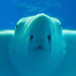 沖縄美ら海水族館に投稿された画像（2022/11/12）