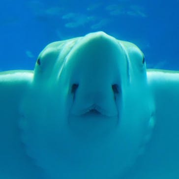 沖縄美ら海水族館に投稿された画像（2022/11/12）