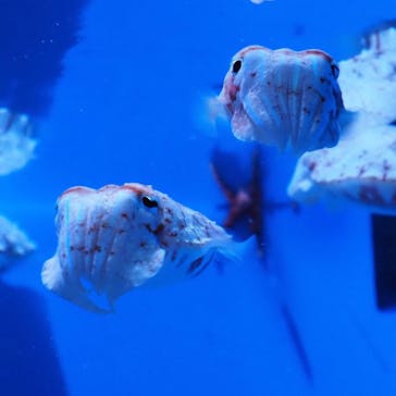 沖縄美ら海水族館に投稿された画像（2022/11/12）