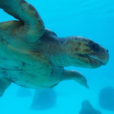 沖縄美ら海水族館に投稿された画像（2022/11/12）