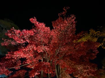 国営昭和記念公園 秋の夜散歩に投稿された画像（2022/11/12）