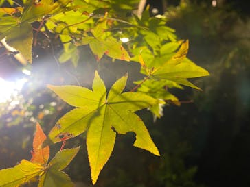 国営昭和記念公園 秋の夜散歩に投稿された画像（2022/11/12）