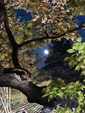 国営昭和記念公園 秋の夜散歩に投稿された画像（2022/11/12）