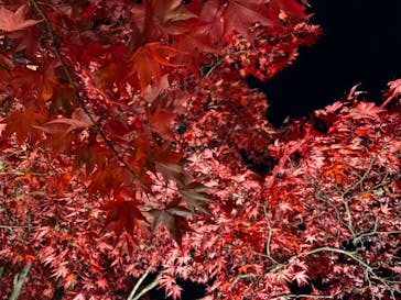 国営昭和記念公園 秋の夜散歩に投稿された画像（2022/11/12）