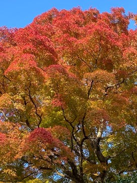 彫刻の森美術館に投稿された画像（2022/11/12）