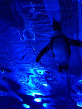 サンシャイン水族館に投稿された画像（2022/11/12）