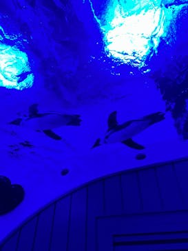 サンシャイン水族館に投稿された画像（2022/11/12）