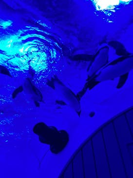 サンシャイン水族館に投稿された画像（2022/11/12）