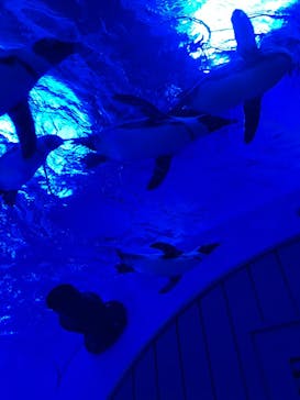 サンシャイン水族館に投稿された画像（2022/11/12）