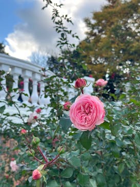 京成バラ園に投稿された画像（2022/11/12）