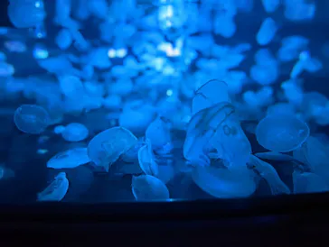 すみだ水族館に投稿された画像（2022/11/12）