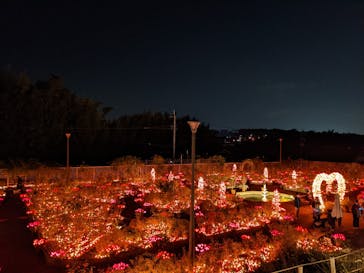 大阪府立花の文化園に投稿された画像（2022/11/12）