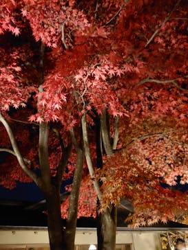 国営昭和記念公園 秋の夜散歩に投稿された画像（2022/11/12）